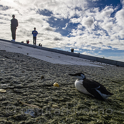 BB 12 0175 / Uria aalge / Lomvi